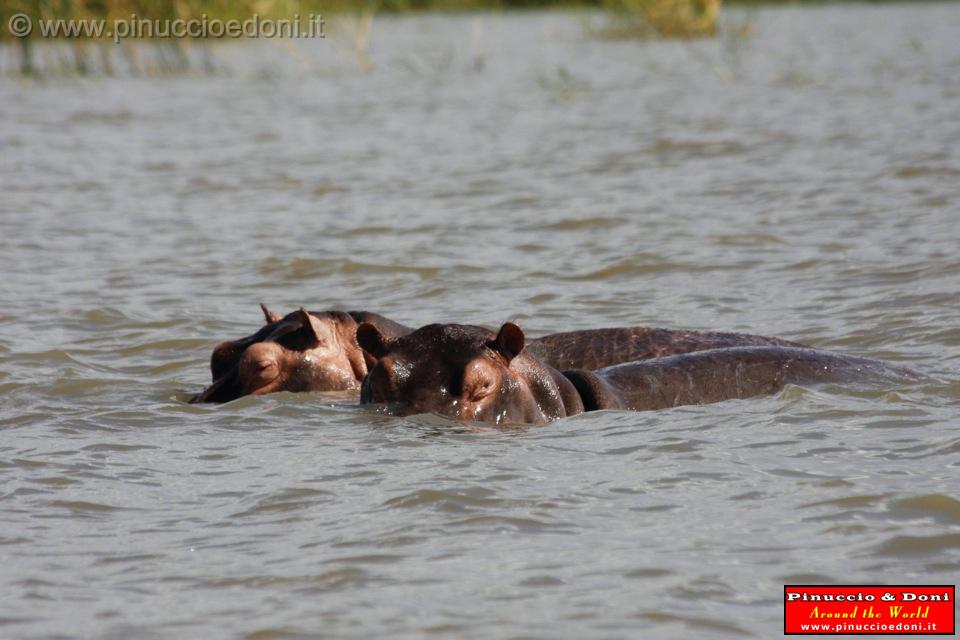 Ethiopia - Lago Chamo - Ippopotami - Hippos - 17.jpg